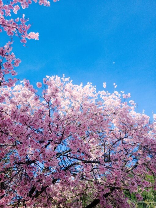 Vibrant pink cherry blossoms against a bright blue sky, symbolizing spring's beauty.