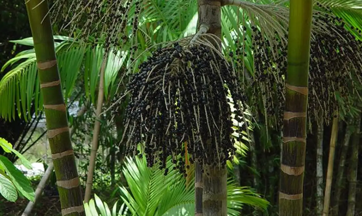 Produção Sustentável no Marajó: Áreas de Queimada Transformadas 2 Produção Sustentável no Marajó: Áreas de Queimada Transformadas - Imagem do artigo original