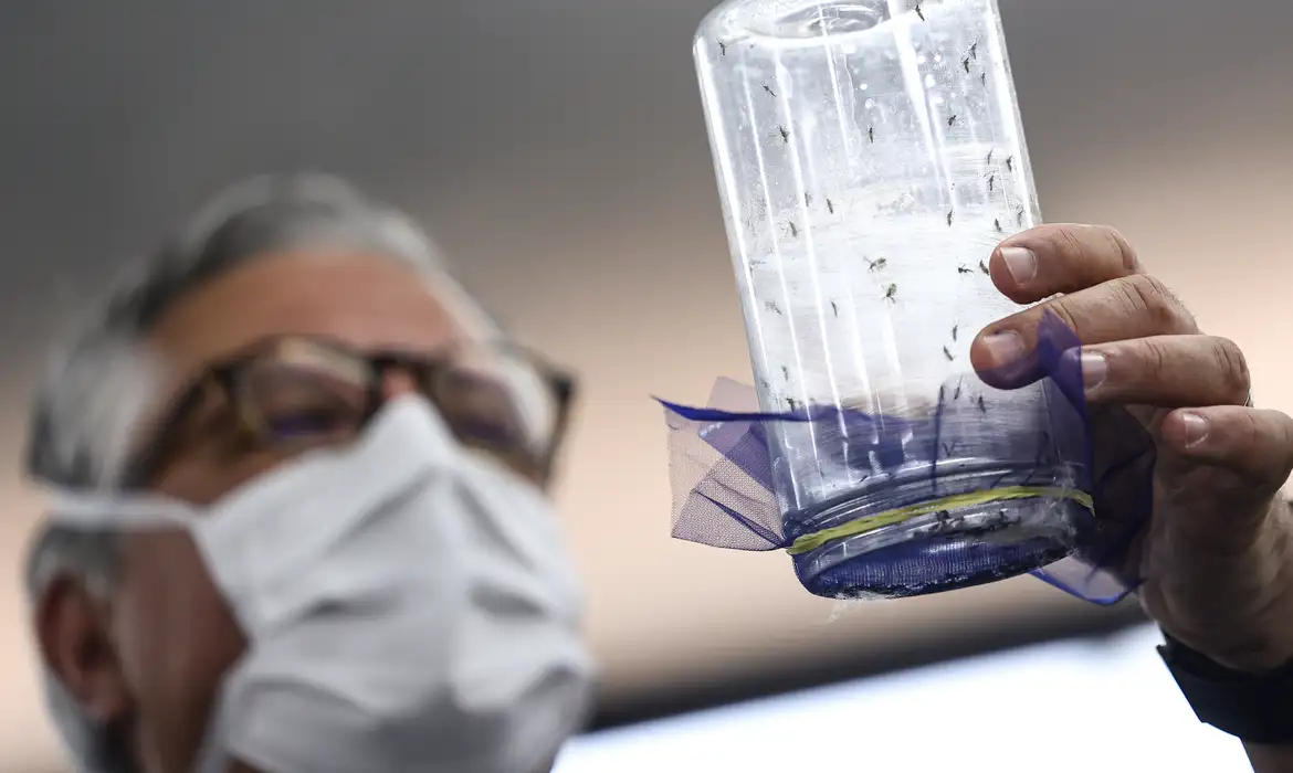 Fábrica de Mosquitos em Campinas: Tecnologias Contra Dengue 2 Fábrica de Mosquitos em Campinas: Tecnologias Contra Dengue - Imagem do artigo original