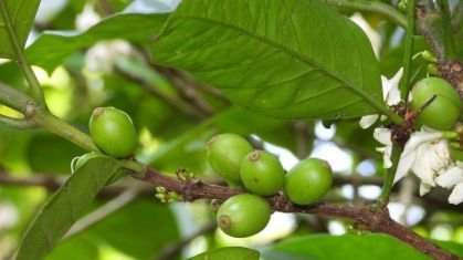 Folhas de Café Geram Nanopartículas Sustentáveis 1 Folhas de Café Geram Nanopartículas Sustentáveis - Imagem do artigo original