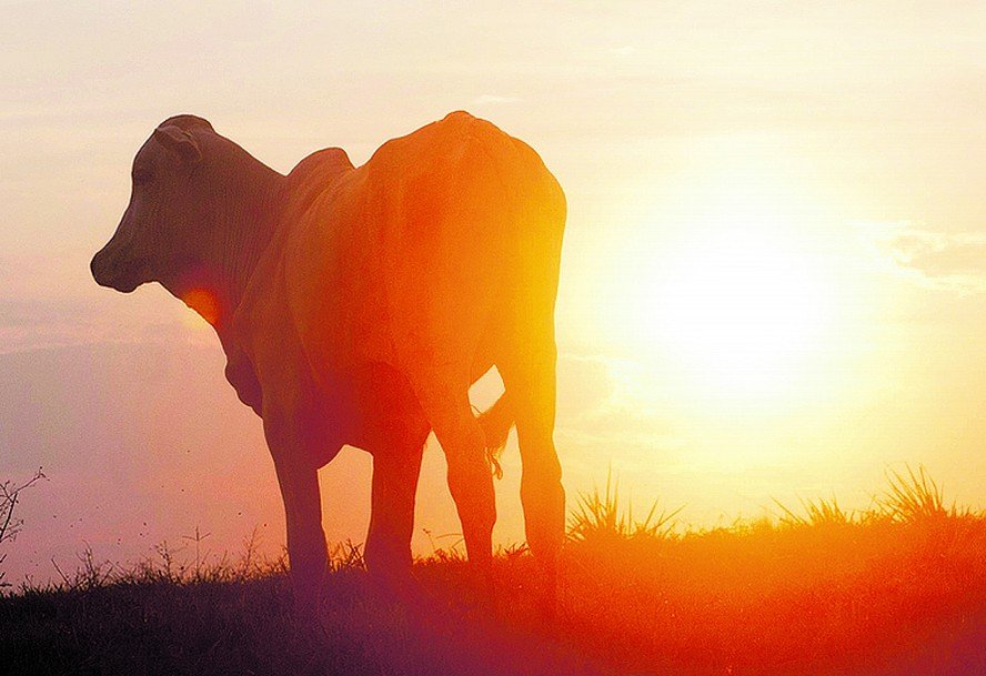 China amplia domínio na carne brasileira, EUA perdem fatia 2 China amplia domínio na carne brasileira, EUA perdem fatia - Imagem do artigo original