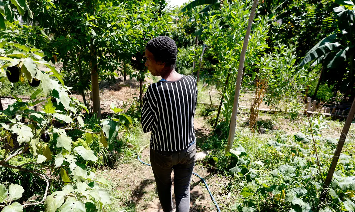 Horta Comunitária no Salgueiro: Memória e Cidadania no Rio - Imagem do artigo original