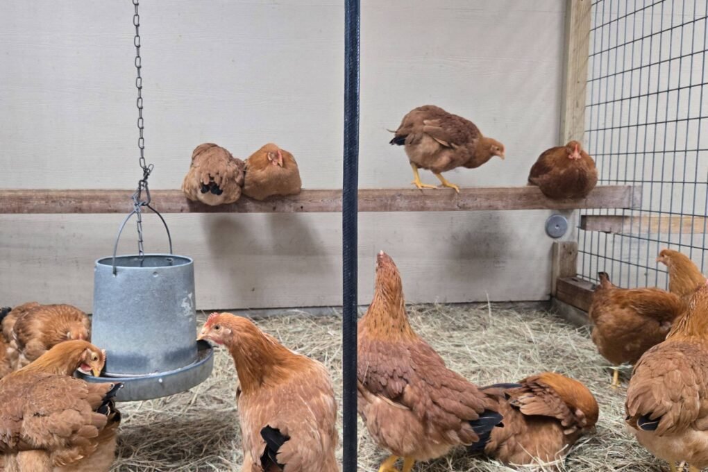 Gripe Aviária EUA: 201 milhões de aves mortas em granjas 1 rss featured 18415 1772656693