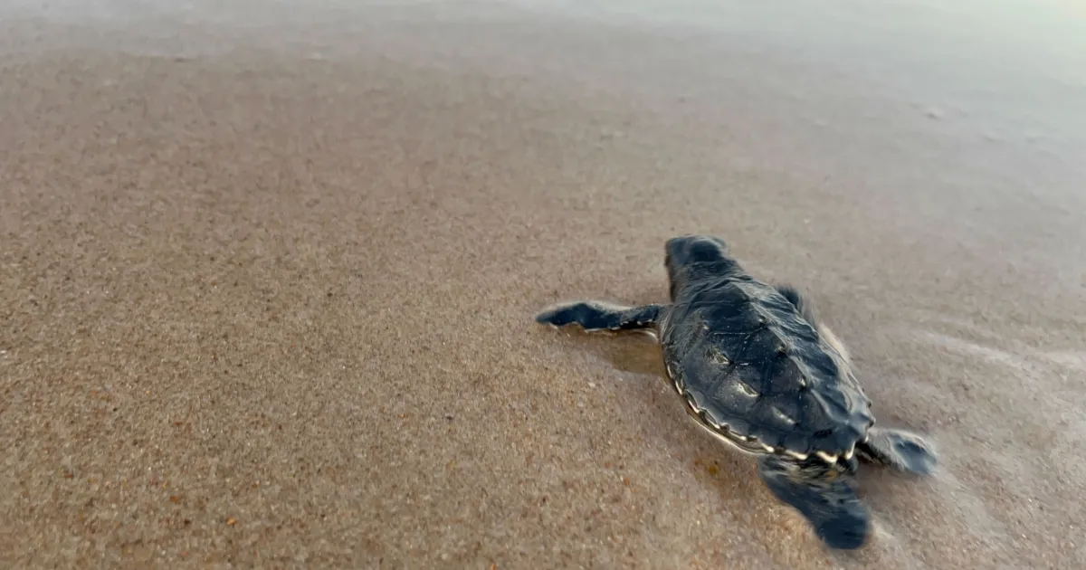 rss featured 19585 1774249690