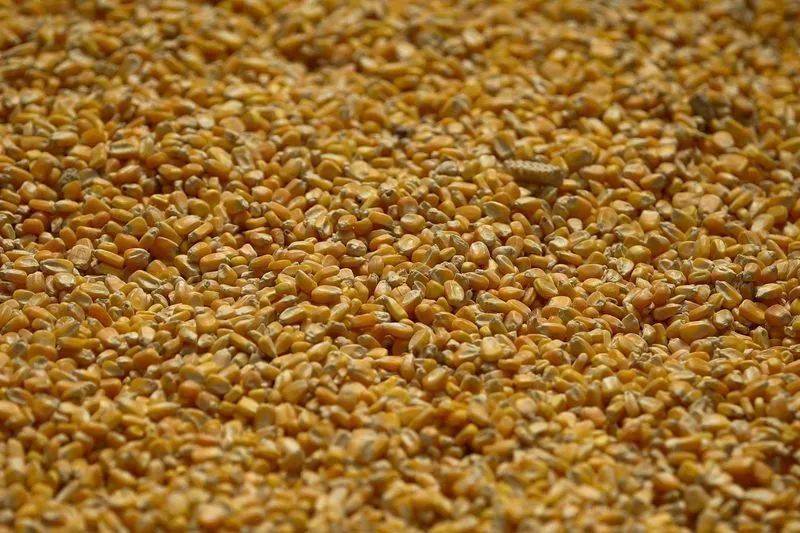 Produção de Ração no Brasil: Expectativa de 97 Milhões de Toneladas em 2026 2 Produção de Ração no Brasil: Expectativa de 97 Milhões de Toneladas em 2026 - Imagem do artigo