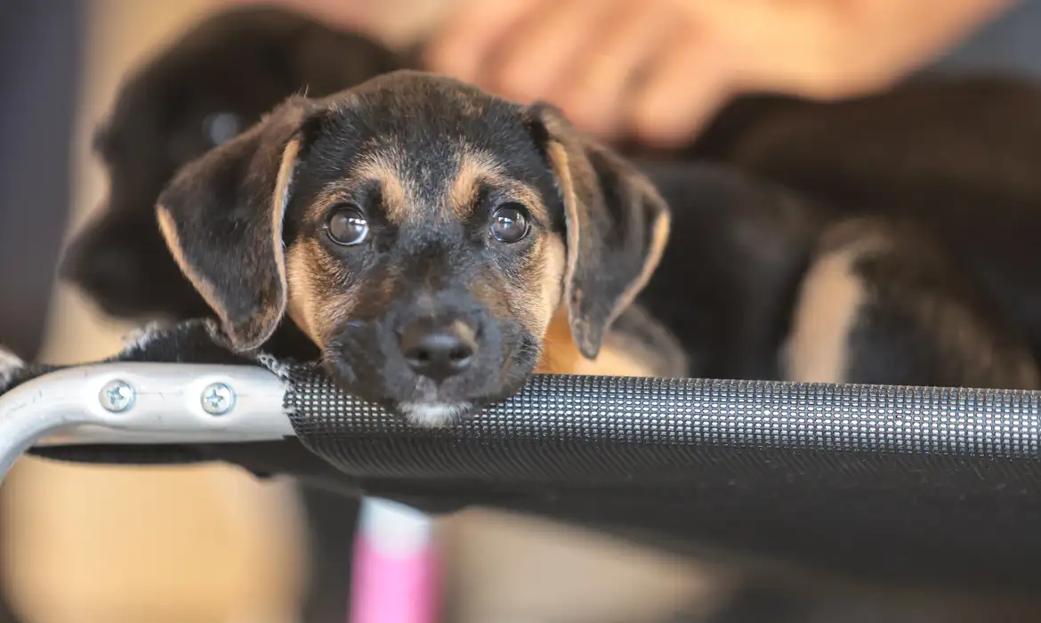 Consulta Pública: Mapa Discute Genéricos Veterinários - Imagem do artigo original