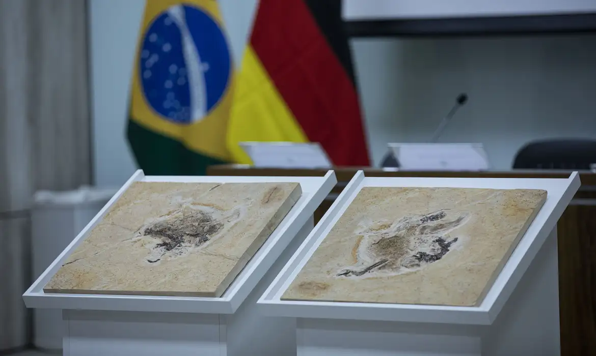 Brasil busca repatriação de fósseis e patrimônios em 14 países - Imagem do artigo original