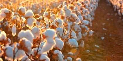 Nordeste impulsiona agricultura orgânica no Brasil com avanço - Imagem do artigo original