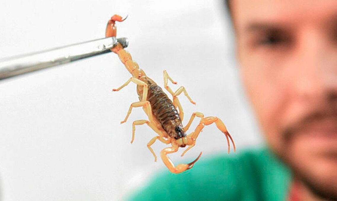 Picada de Escorpião: Crianças são mais Vulneráveis ao Veneno - Imagem do artigo original