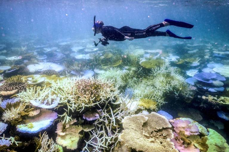 El Niño Ameaça Grande Barreira de Coral com Branqueamento Extremo - Imagem do artigo original