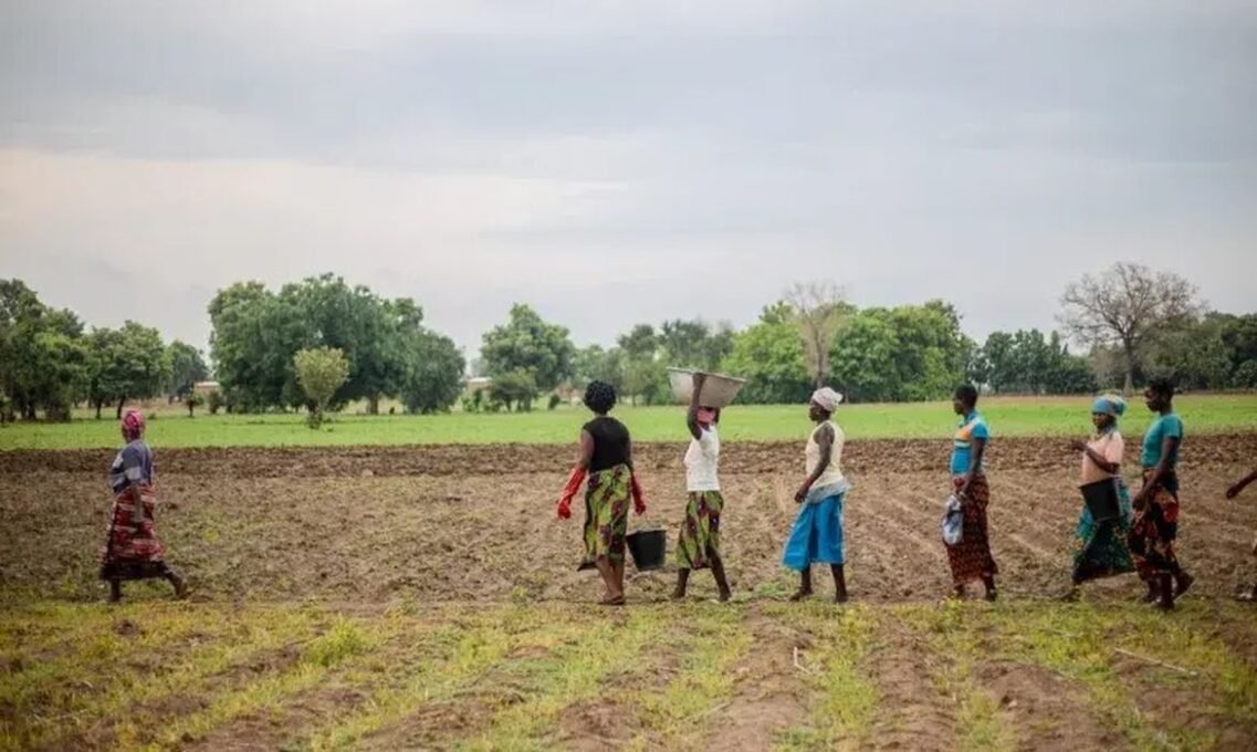 Grande Muralha Verde: 1,66 Milhão de Hectares Restaurados na África 2 Grande Muralha Verde: 1,66 Milhão de Hectares Restaurados na África - Imagem do artigo original
