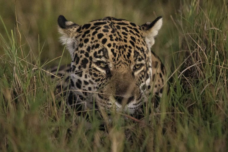 Inverno Muda Comportamento da Fauna Brasileira - Imagem do artigo original