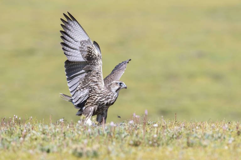 Energia Solar na China: Expansão Afeta Biodiversidade de Aves 2 Energia Solar na China: Expansão Afeta Biodiversidade de Aves - Imagem do artigo original