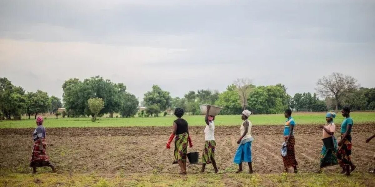 Grande Muralha Verde: 1,66 Milhão de Hectares Restaurados na África 1 rss featured 25829 1786214304