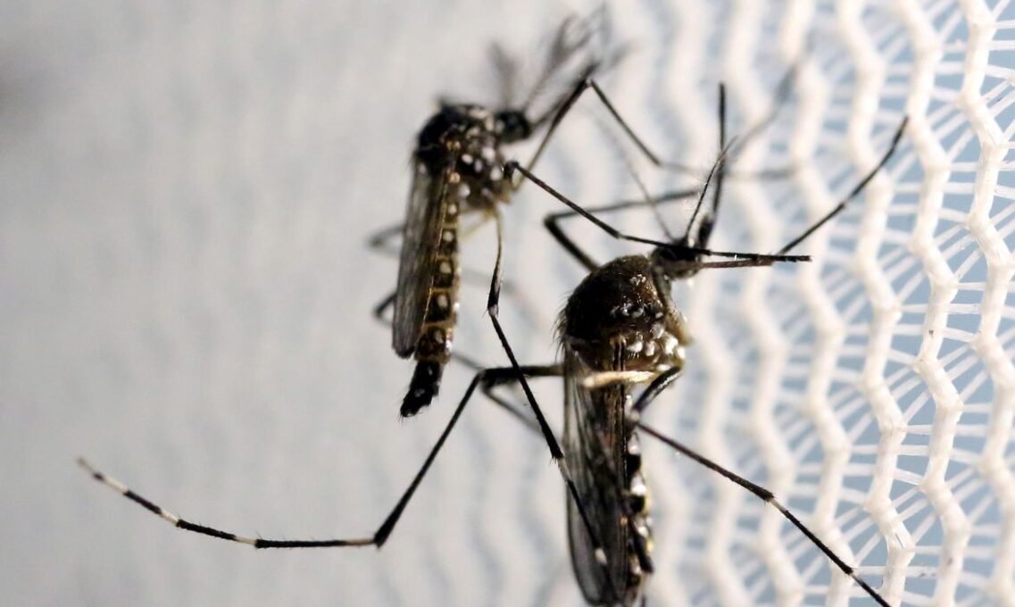 Aedes aegypti: Quase Metade dos Municípios em Alerta - Imagem do artigo original