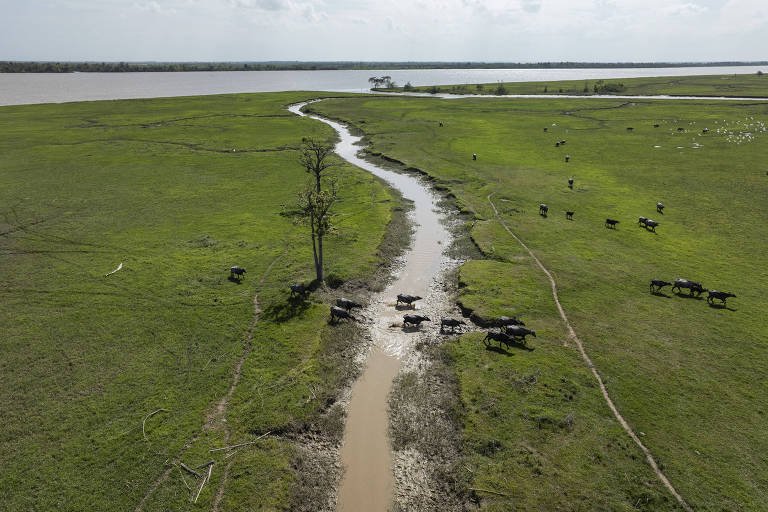 Amapá: Criação de Búfalos com Cadastros Rurais Irregulares 2 Amapá: Criação de Búfalos com Cadastros Rurais Irregulares - Imagem do artigo original