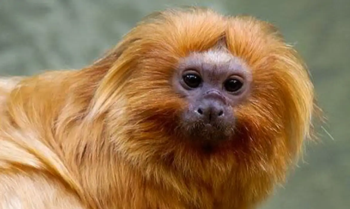 COP17 Biodiversidade inicia na Armênia para revisar metas - Imagem do artigo original